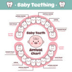 Child’s Teeth