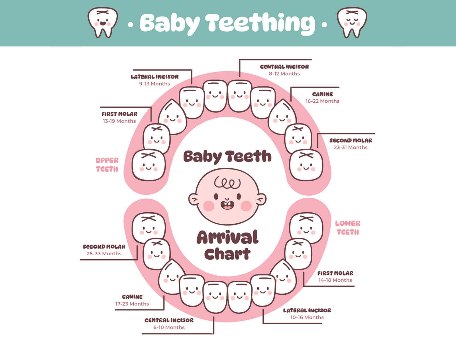What Are The Stages of A Child’s Teeth?